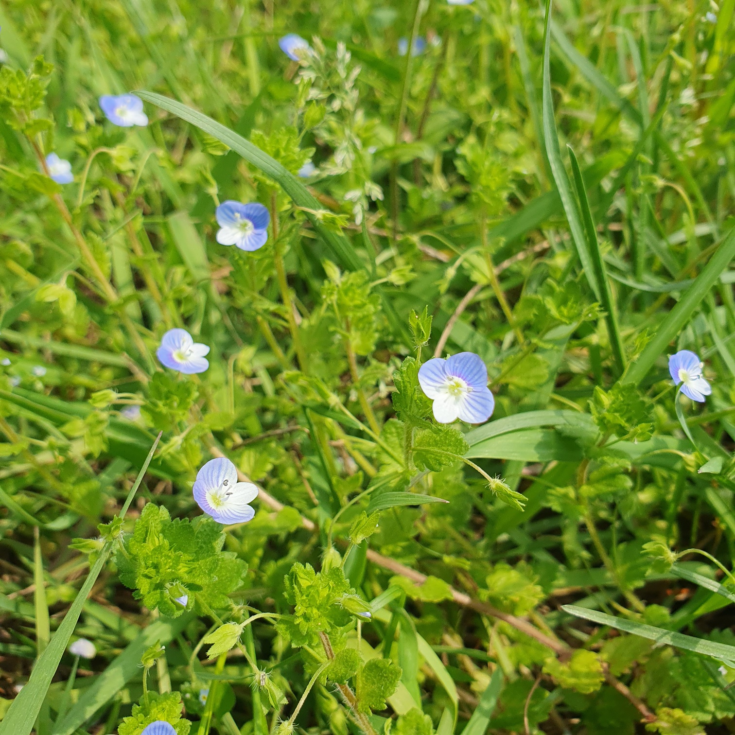 봄까치 꽃...너무 앙증맞아 더 예쁜~~