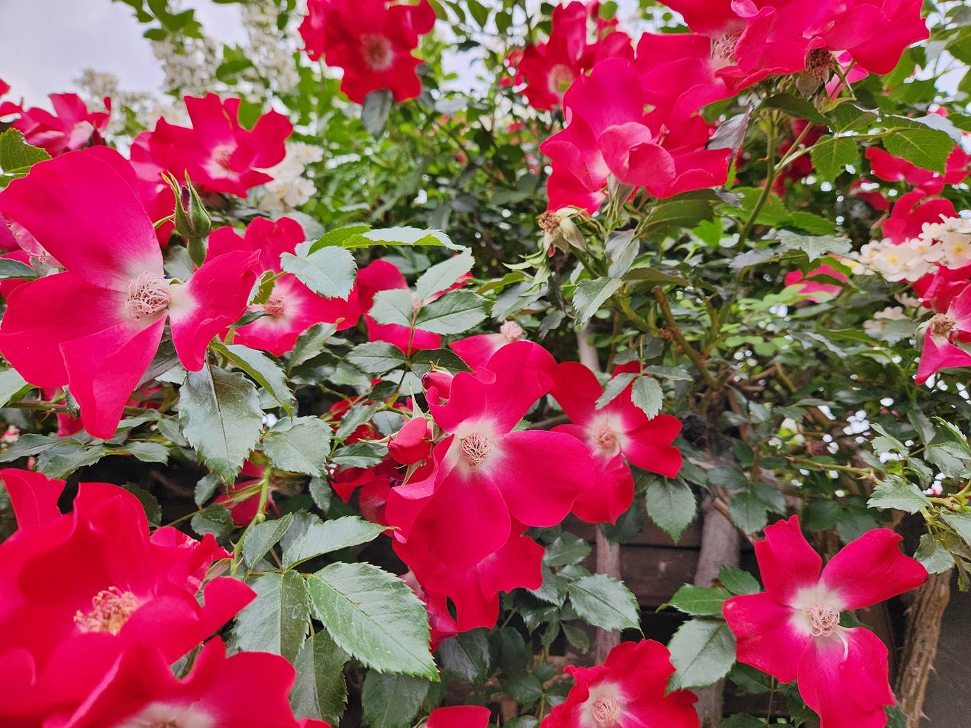 덩굴장미 다이나마이트 Dynamite