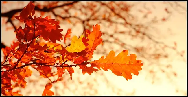 2024 내장산 단풍축제 기간 (국립공원)