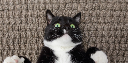 위를 보고 자는 고양이.