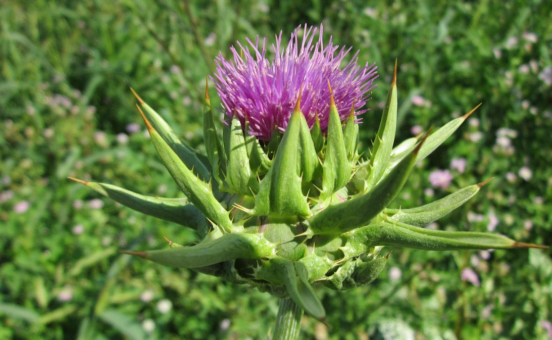 밀크시슬과 간 건강 (효과, 피로 회복, 해독)에 관한 사진