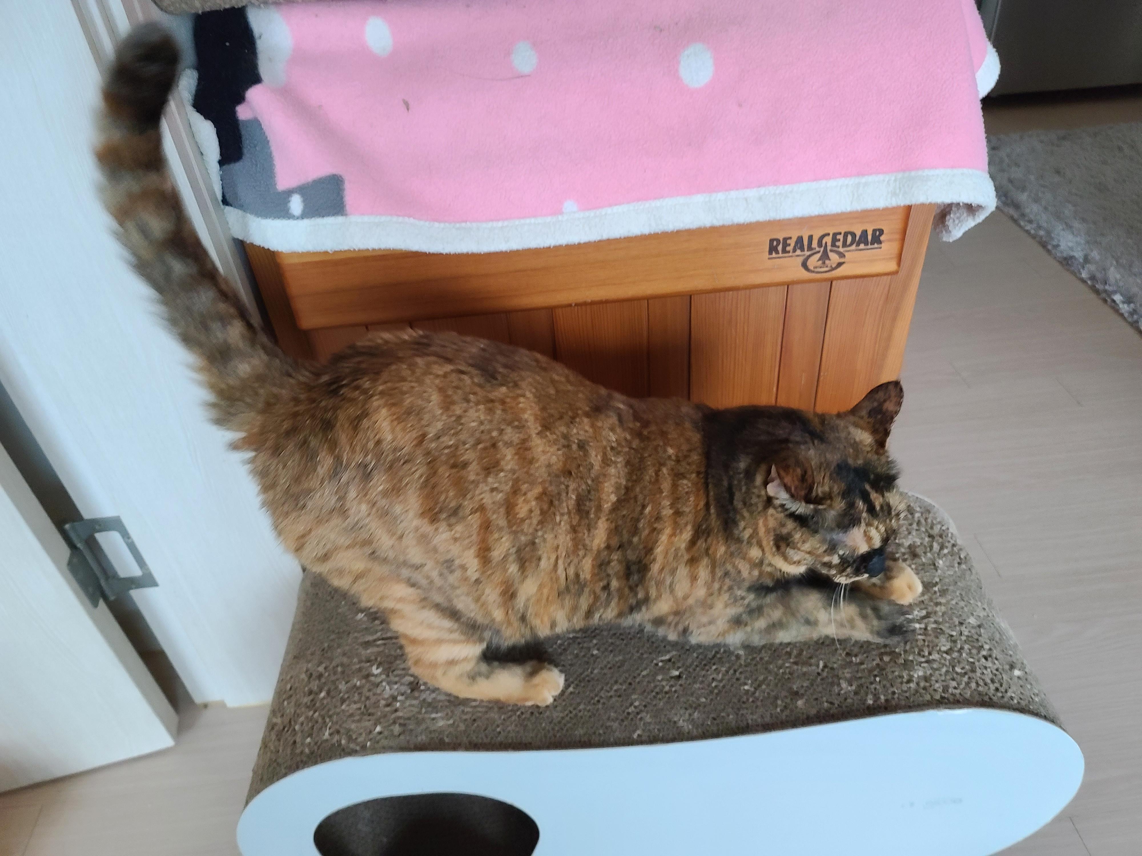 비오는 아침 아홉냥이네 고양이들.