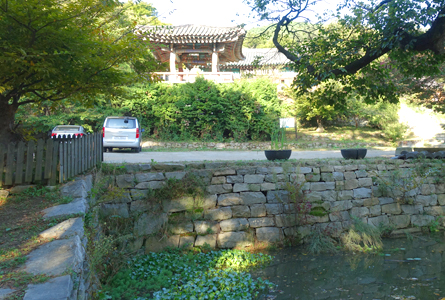 서산 개심사 겹벚꽃