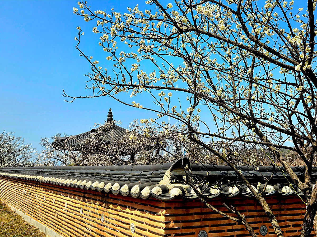 2025년 경인 아라뱃길 매화동산, 인천 매화마을: 주차, 먹거리