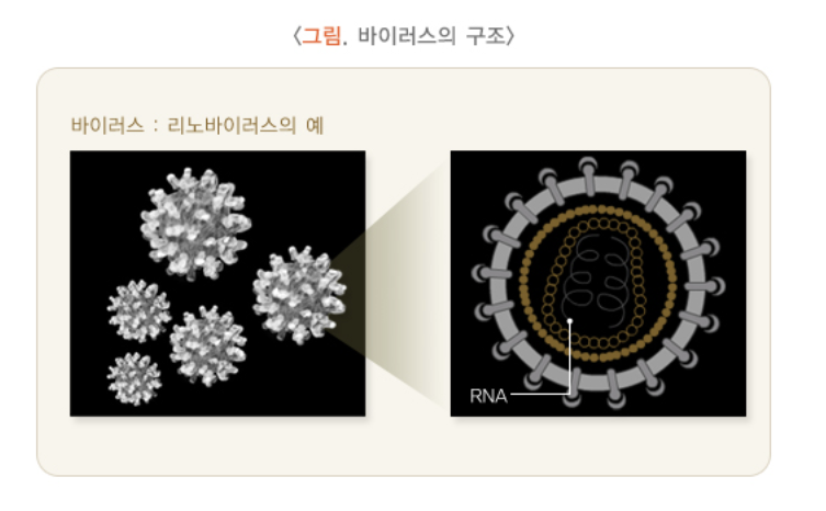 바이러스의 구조