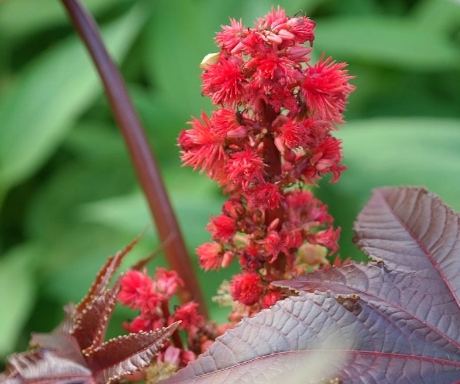 가을에 피는 꽃 아주까리