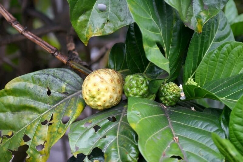 노니 효능 부작용 분말 복용법 38