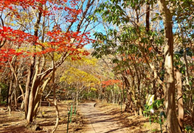 2025 한라산 단풍 절정시기 공개! 가을 초보자 코스 완벽 정리