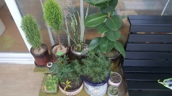 화분 베란다 단열 겨울철보온 커튼사용 찬바람차단 식물보호 요령_7