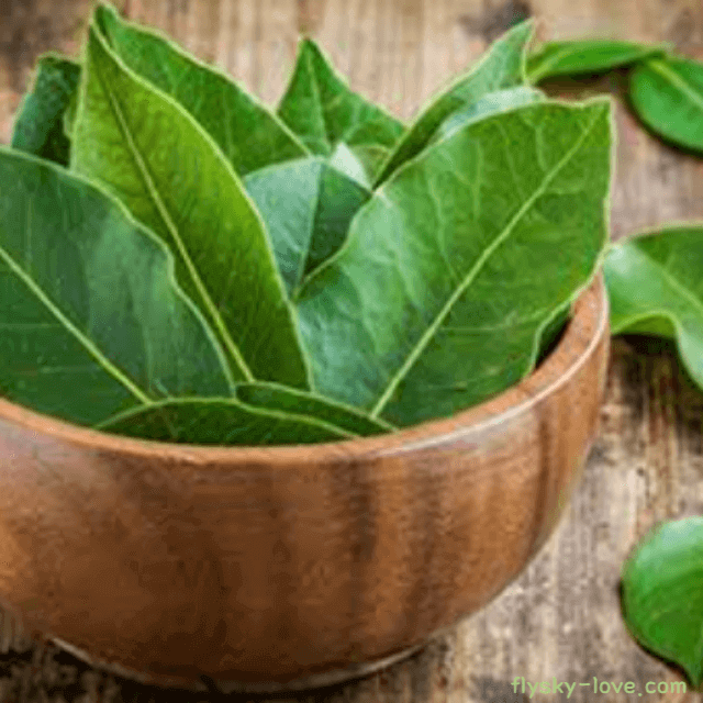 베이로렐 (Bay Laurel)