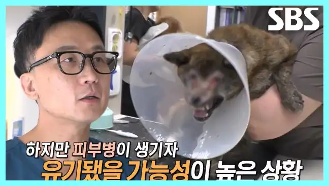 동물농장 재방송 시간 다시보기