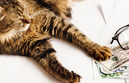 돈과 고양이.