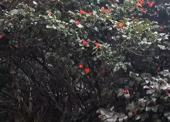 3월 4월 봄꽃 여행지 추천 - 고창선운사 동백나무숲