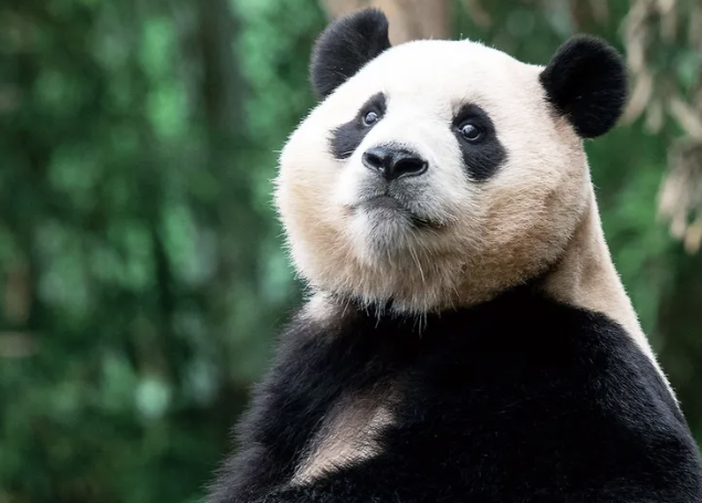 숲에서-앞을-보고있는-판다