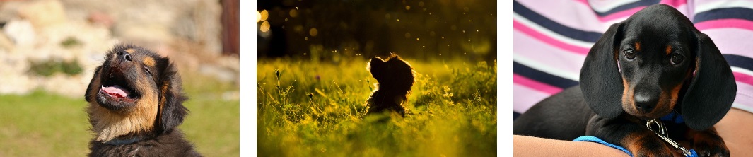 강아지 키우기 현실