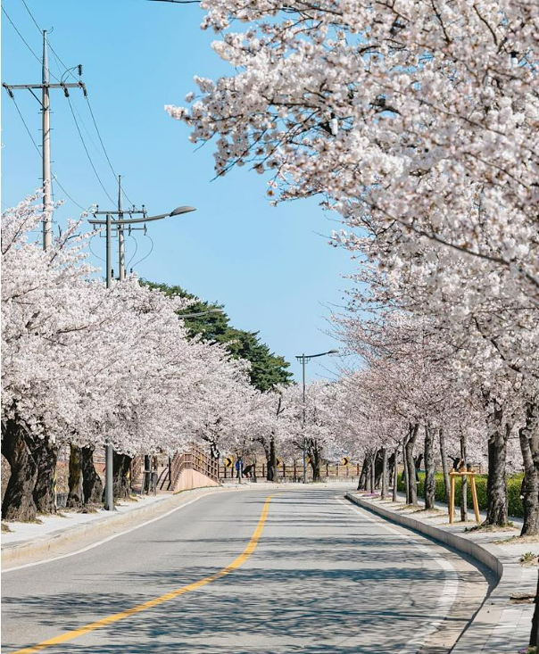 2025 벚꽃 개화시기