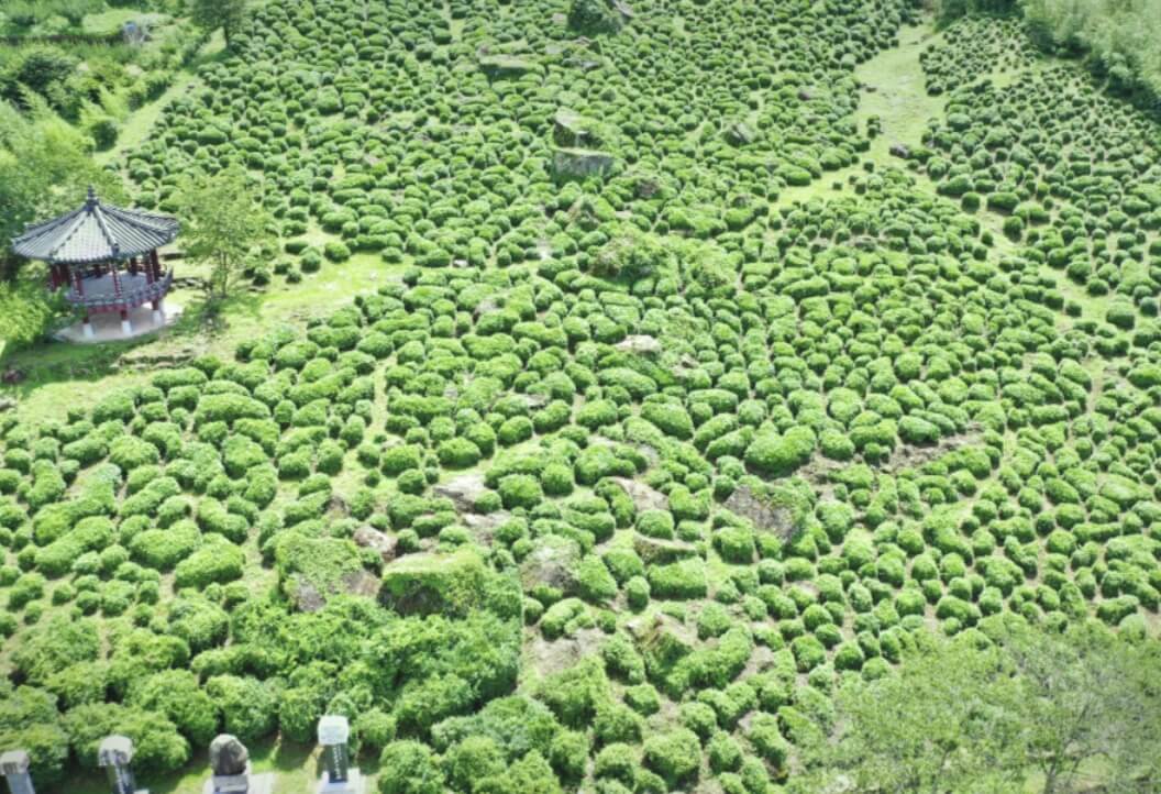 하동야생차문화축제