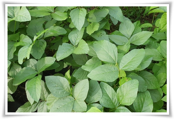 텃밭 &quot;6월, 서리태 심으세요!&quot; 내 손으로 직접 키워보는 검은 보석!