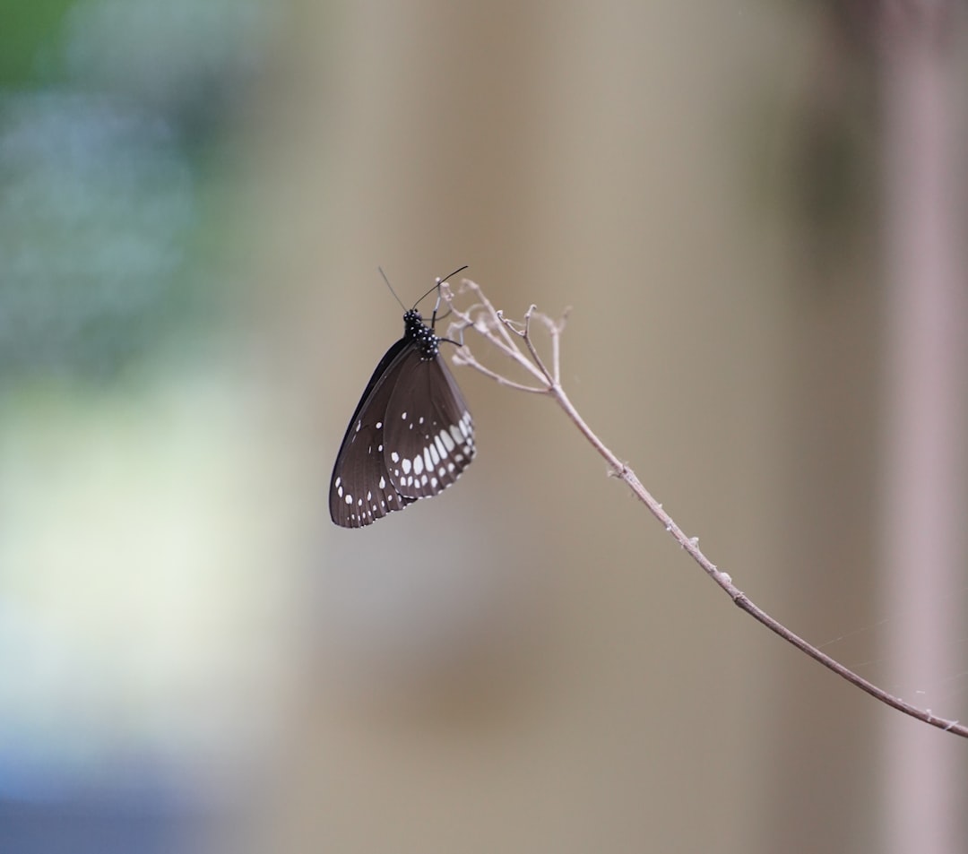 Malaria