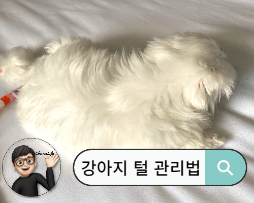 털이 고르게 빗겨져 있는 하얀 강아지