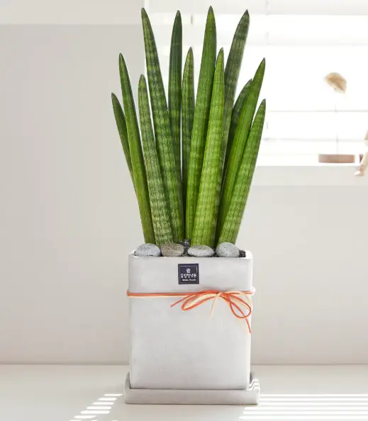 반려식물-스투키