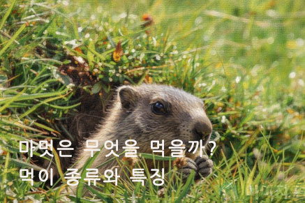 마멋은 무엇을 먹을까