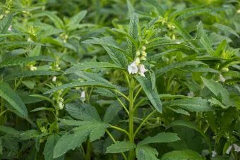 참깨 파종시기 재배방법 남부 중부_9