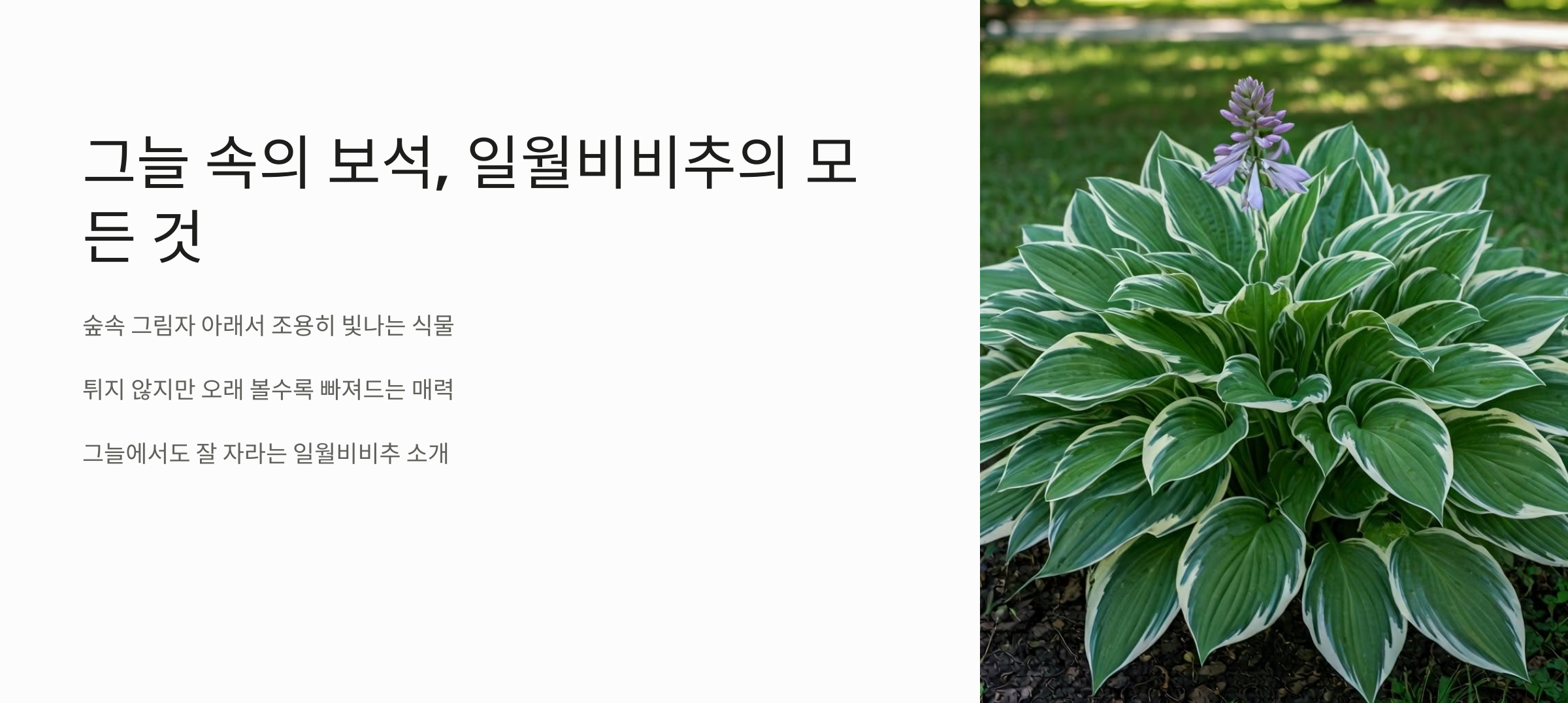 일월비비추