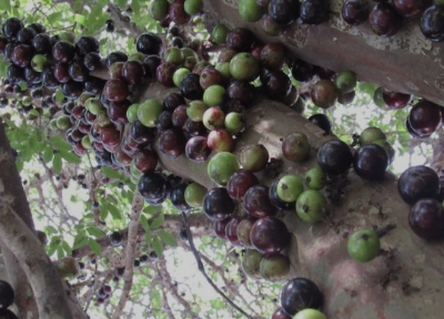 자보티카바 열매