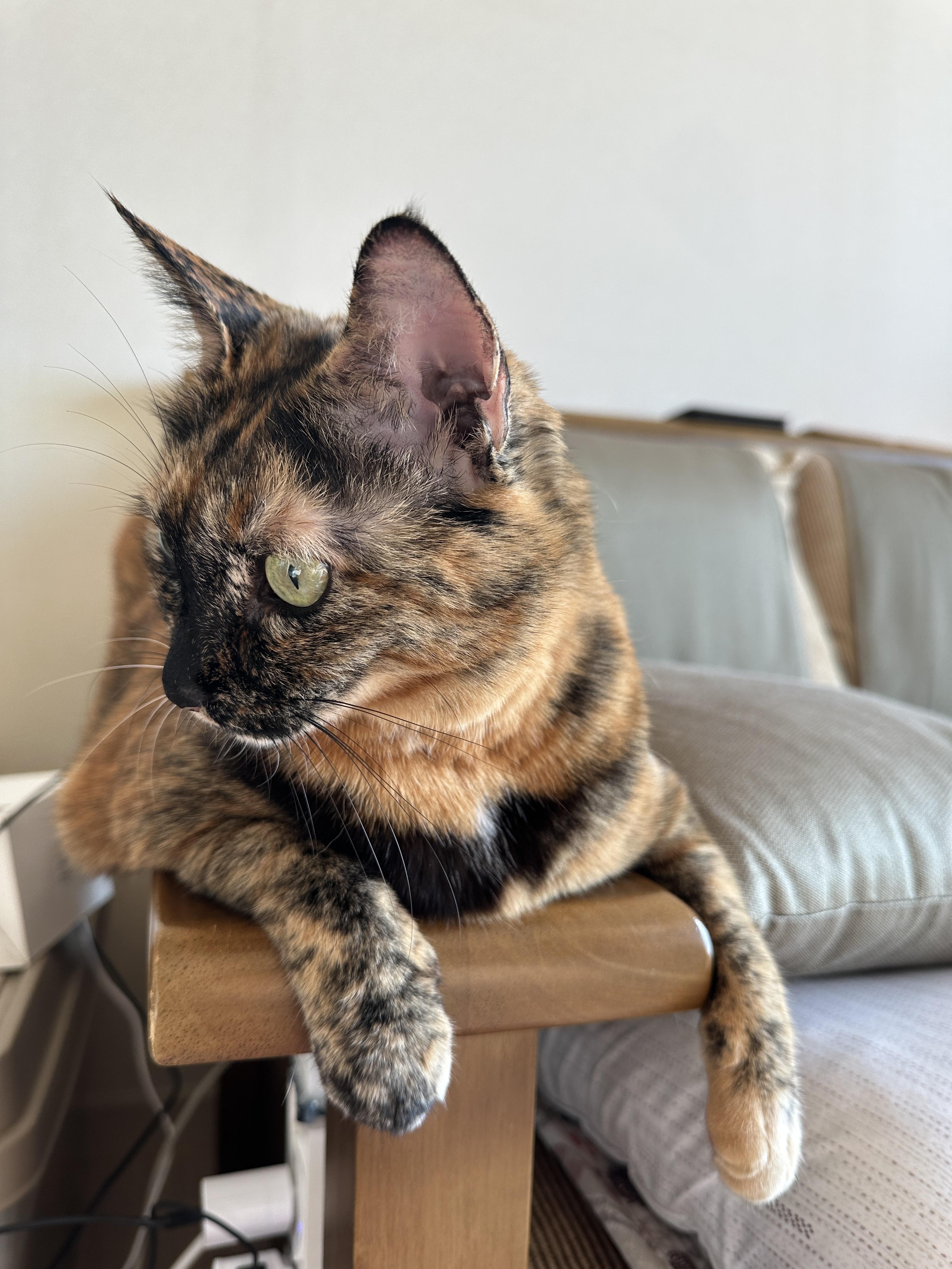 카오스고양이_사랑이