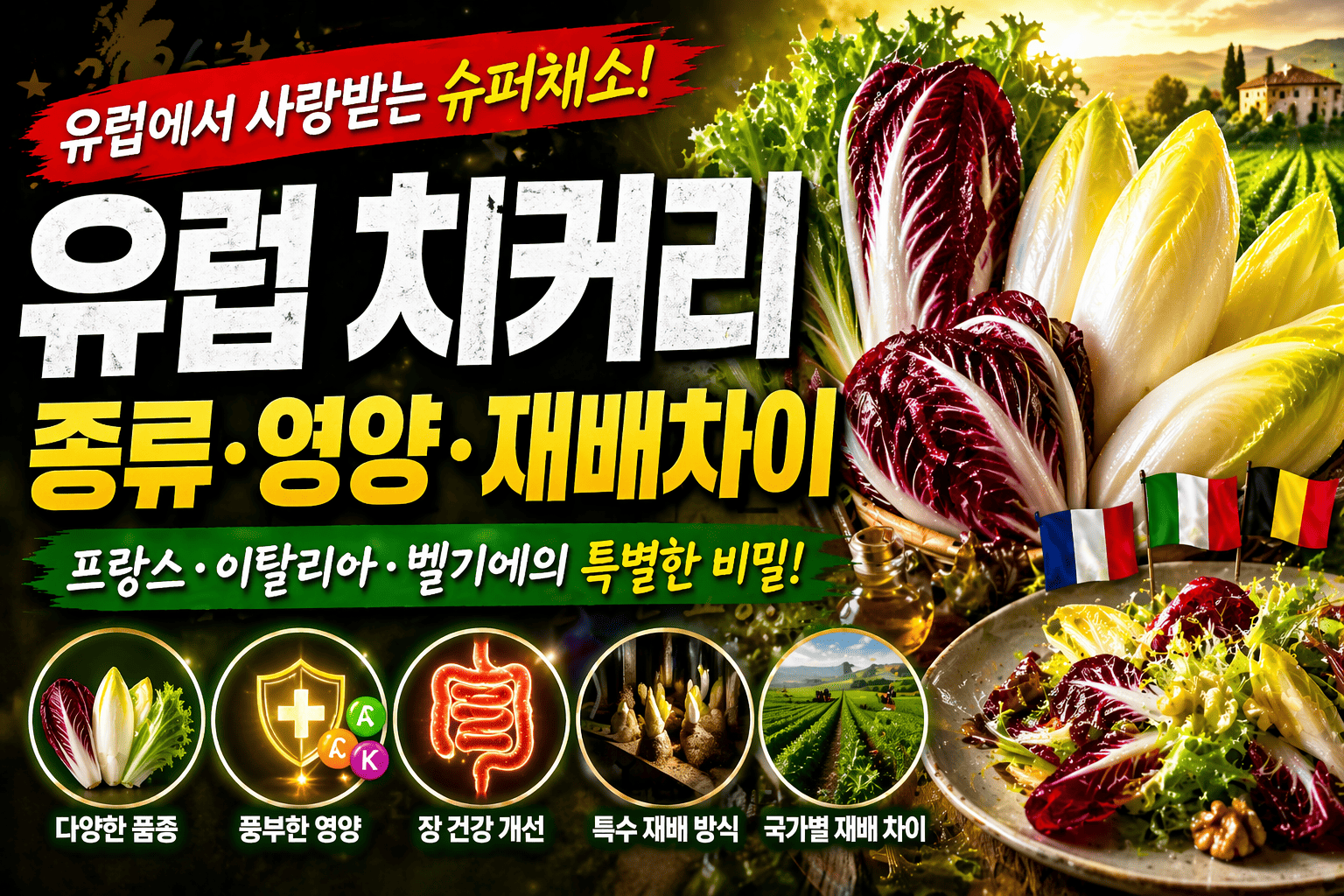 유럽 치커리 특징 (종류, 영양, 재배차이)