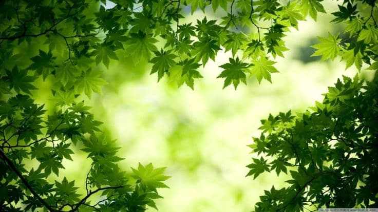 천연 성분을 활용한 스트레스 완화 방법