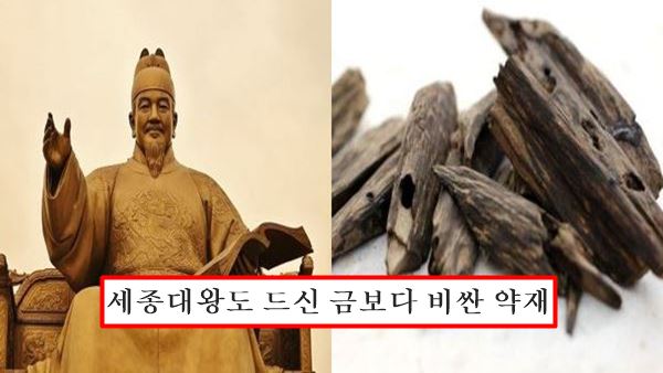 침향 효능