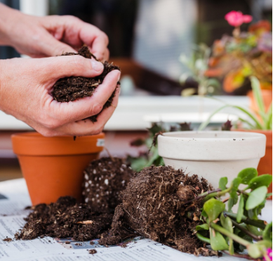 집에서 쉽게 할 수 있는 식물 분갈이 방법
