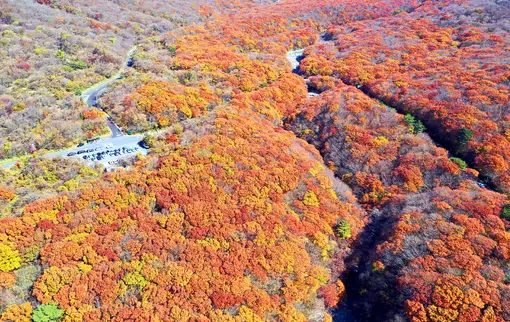 한라산-단풍