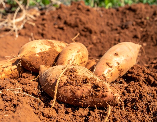 고구마 수확시기