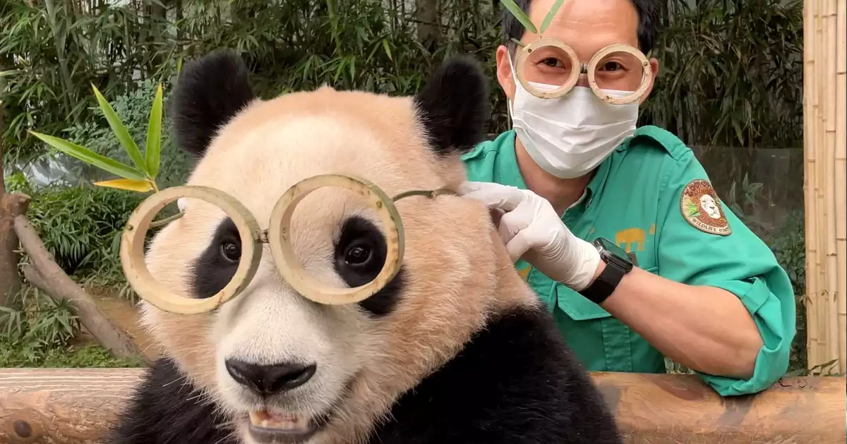 푸바오와 송영관 사육사 송바오