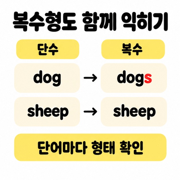 단수 dog와 복수 dogs, 단수와 복수 형태가 같은 sheep을 비교한 영어 복수형 도식