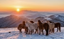 병오년 새해 이미지 무료