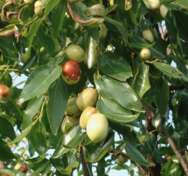 대추 효능과 부작용 고르는법 칼로리