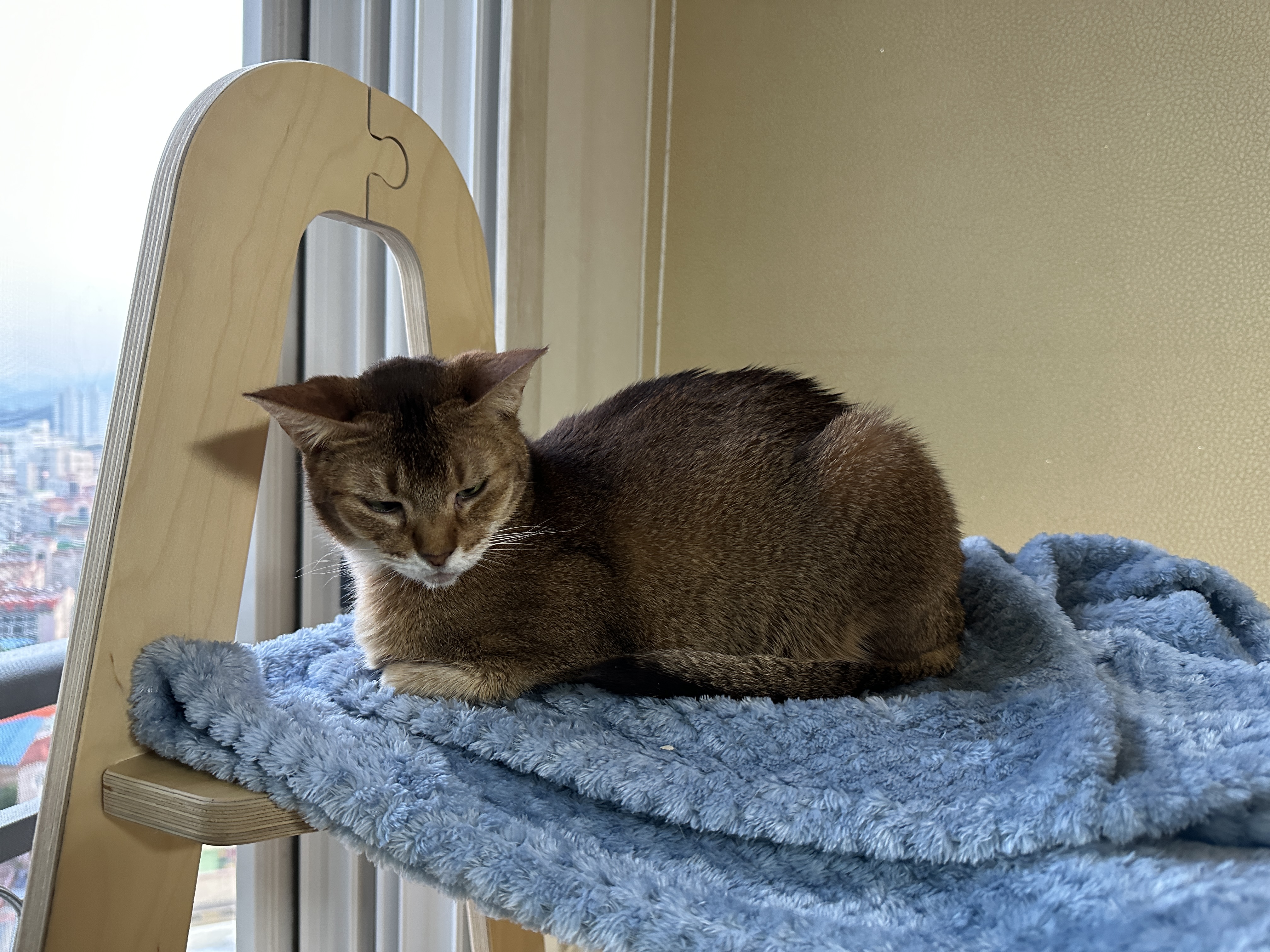 깔끔쟁이-두리도-캣타워-꼭대기-새-담요가-맘에-든다.-(feat.-루디)