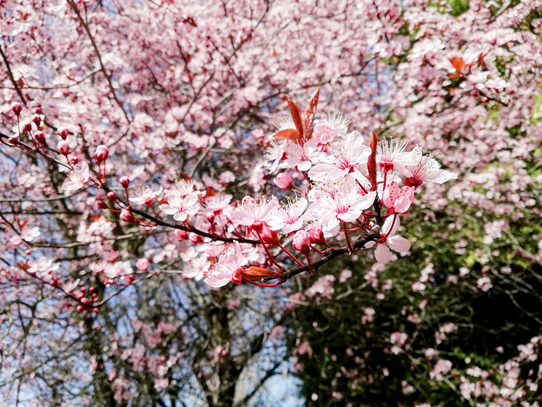 Cherry blossom.