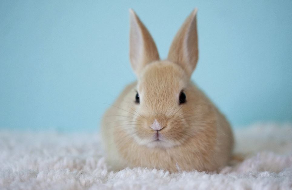 2026년 토끼띠 운세 (+태어난 년도별 총정리)