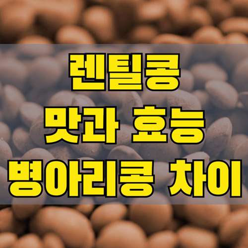 렌틸콩 맛과 효능 올바른 섭취법