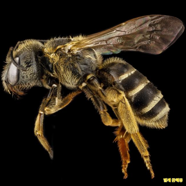 벌레 꿈해몽│벌레가 많이 나오는 꿈