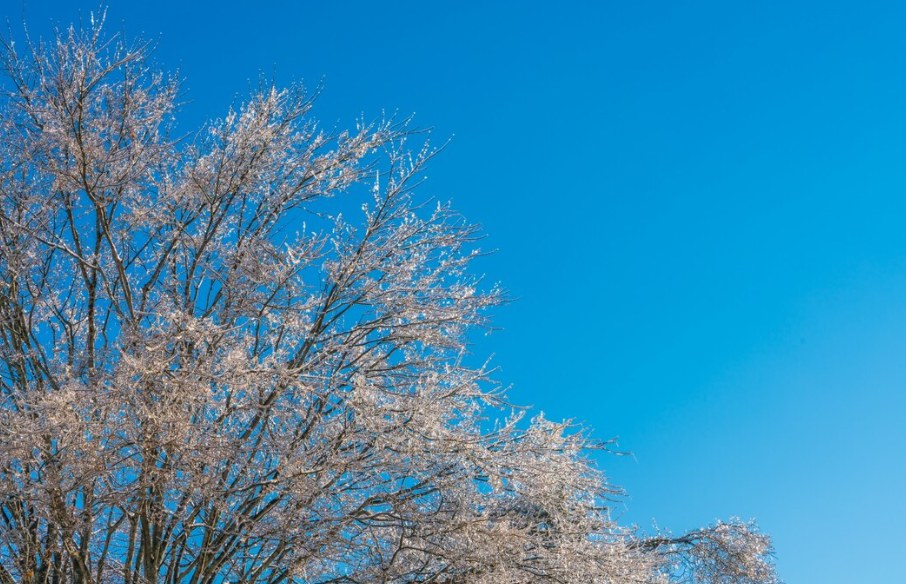 12월 8일(일) ~ 12월 14일(토)