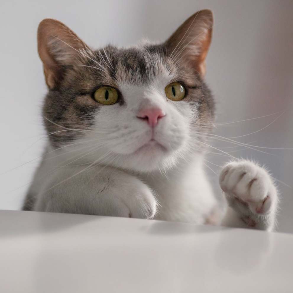 반려동물 의료비 지원