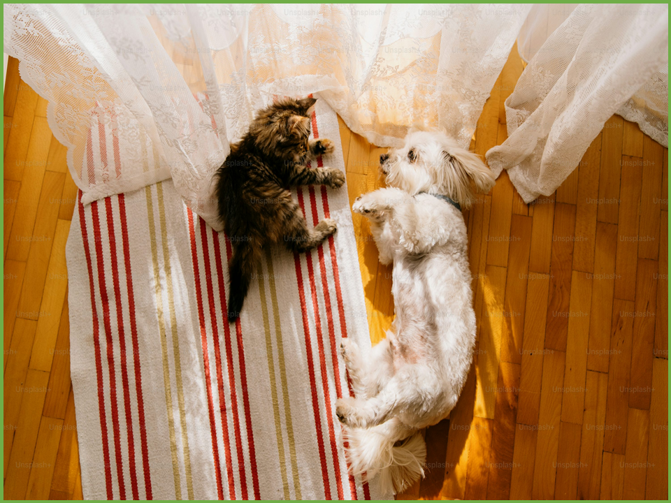 털 날림 방지 강아지 옷