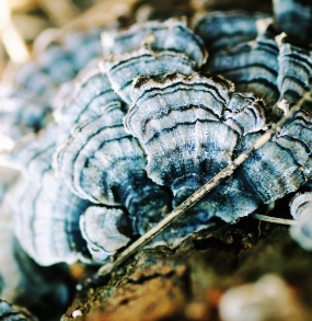 운지버섯의 종류