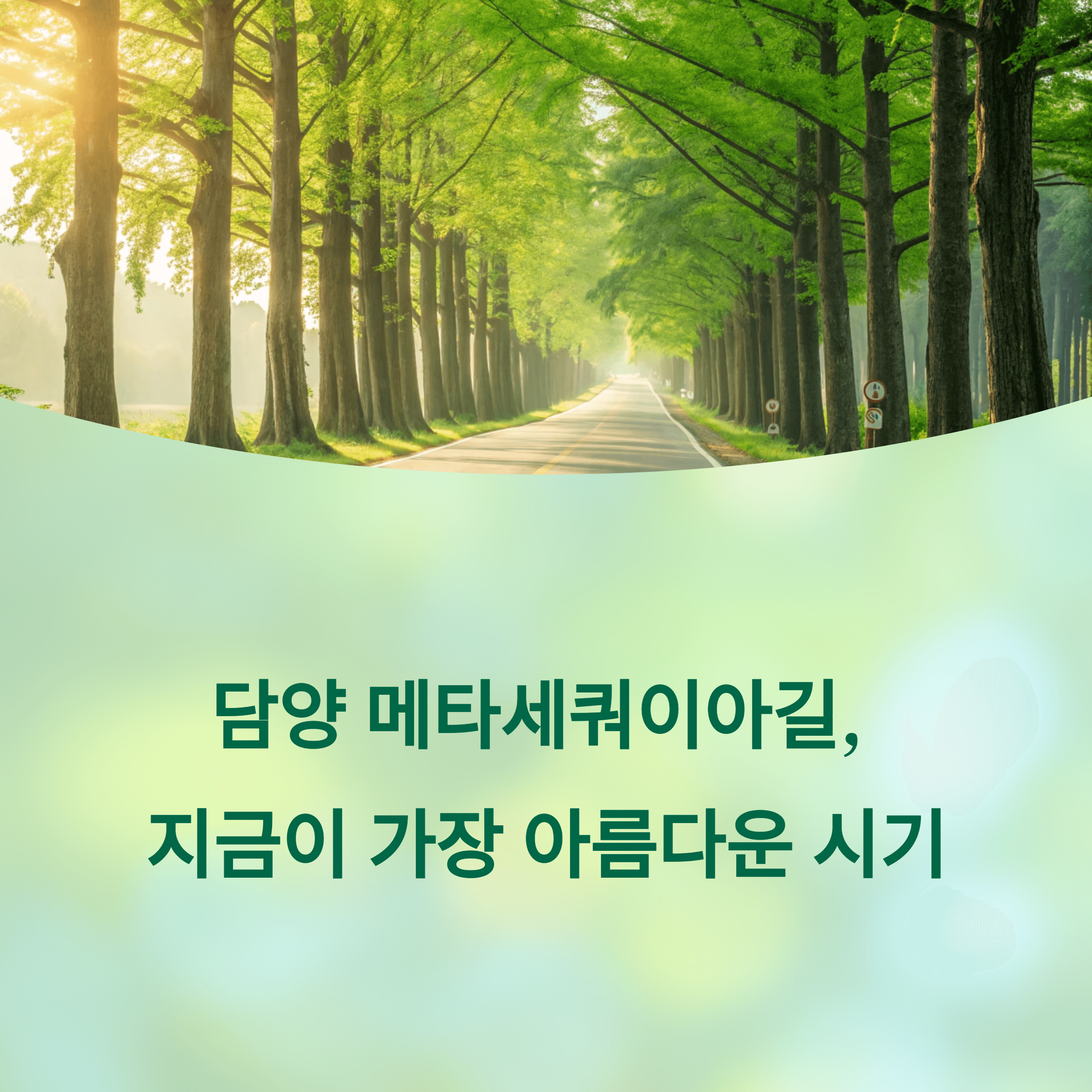 담양 메타세쿼이아길, 걷기 좋은 계절 지금이 찬스